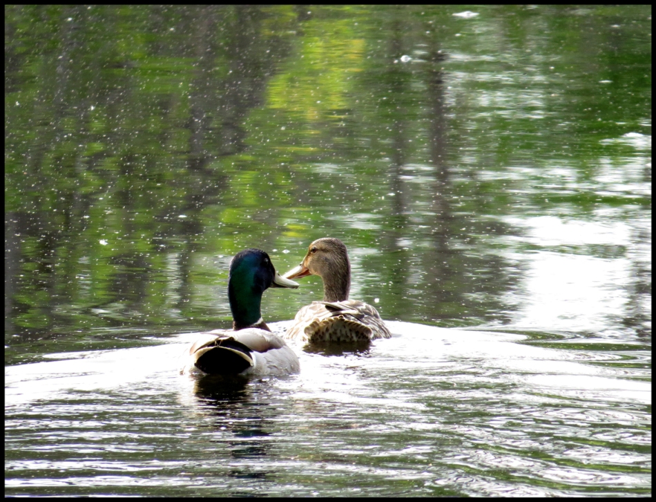 duck couple b fr - mtpmcg614 sm - 4423
